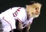 rally monkey.jpg